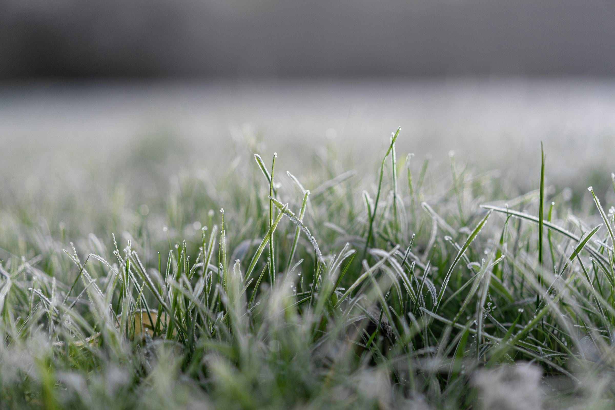 when is it too cold to fertilize lawn