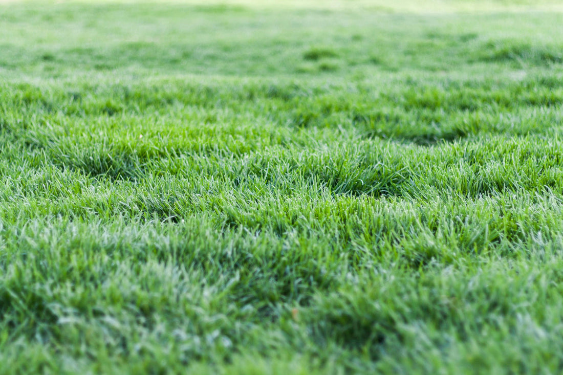 when to fertilize st augustine grass