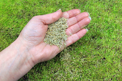 when to plant rye grass in louisiana