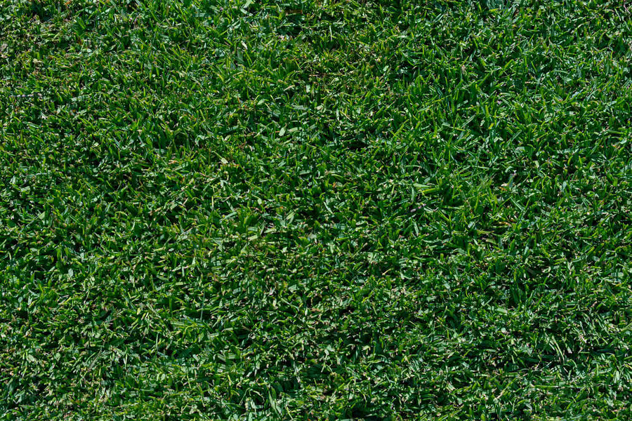 Will Fertilizer Burn Grass If Not Watered
