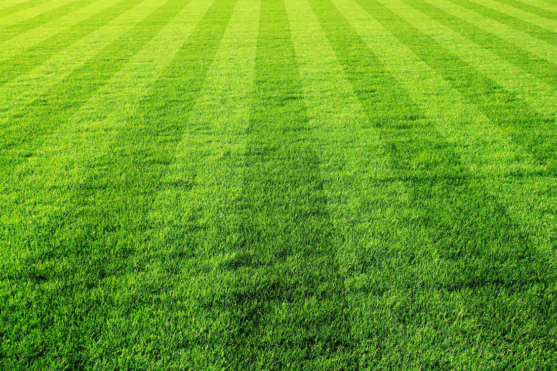 will pre emergent kill grass seed