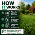 azoxy fungicide how it works
