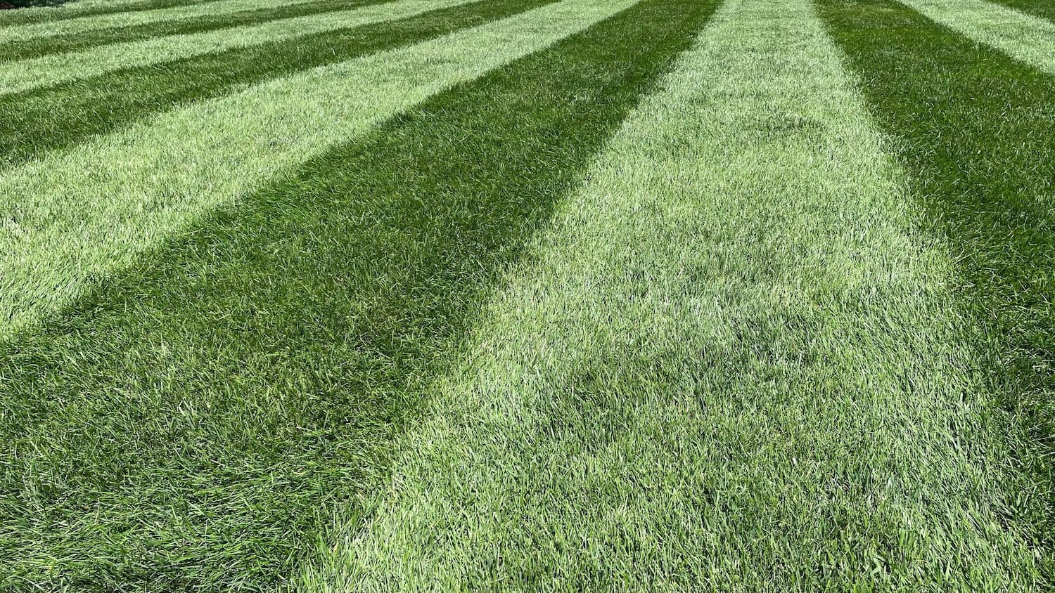 10-0-20 Lawn Fertilizer