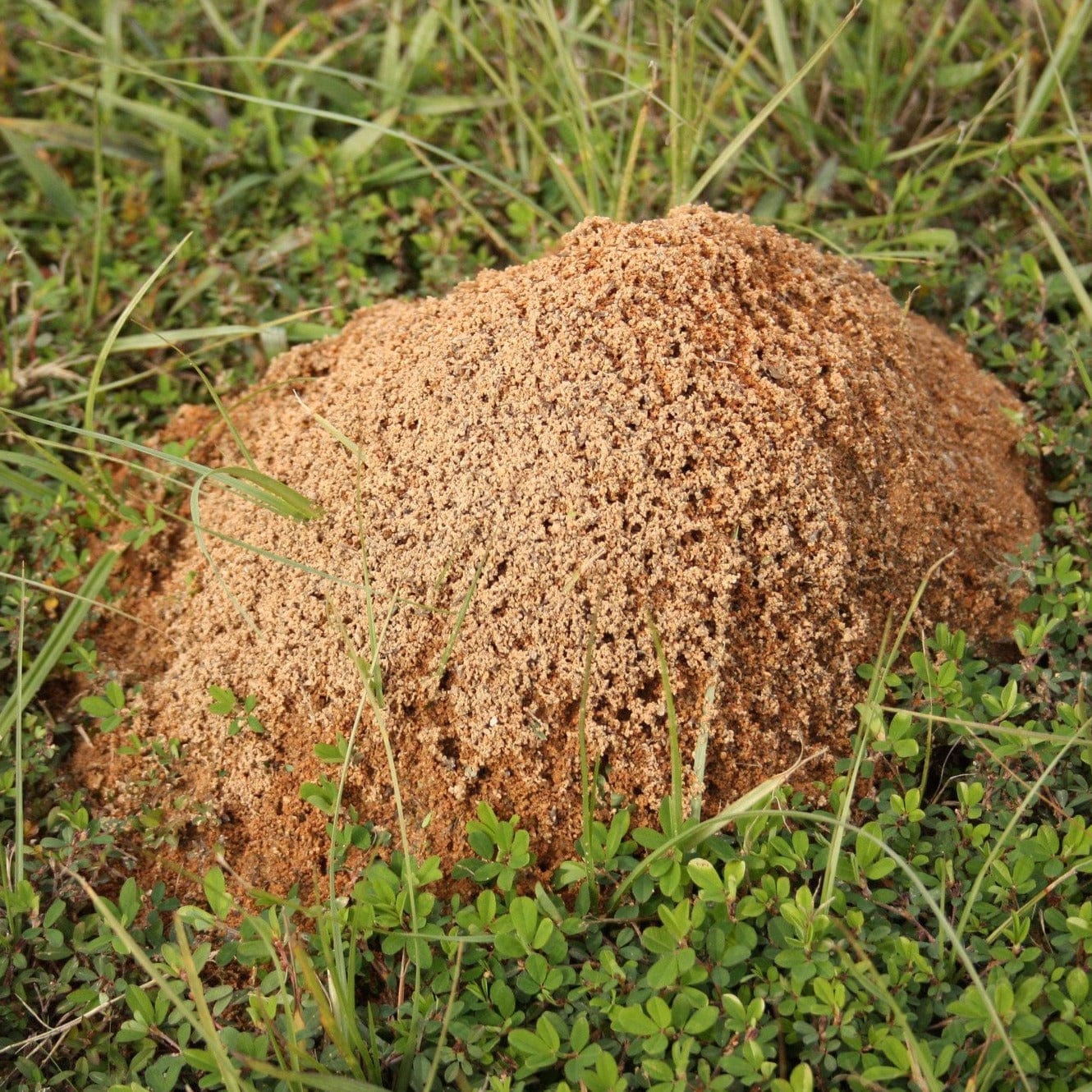 Spring is Coming So Are Fire Ants. 3 Ways to Get Rid of Them https://lawnsynergy.com/cdn/shop/files/31653339857034.jpg?v=1703606222&width=1445