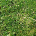 LESCO Three-Way Broadleaf Liquid Weed Control