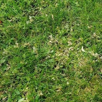 LESCO Three-Way Broadleaf Liquid Weed Control