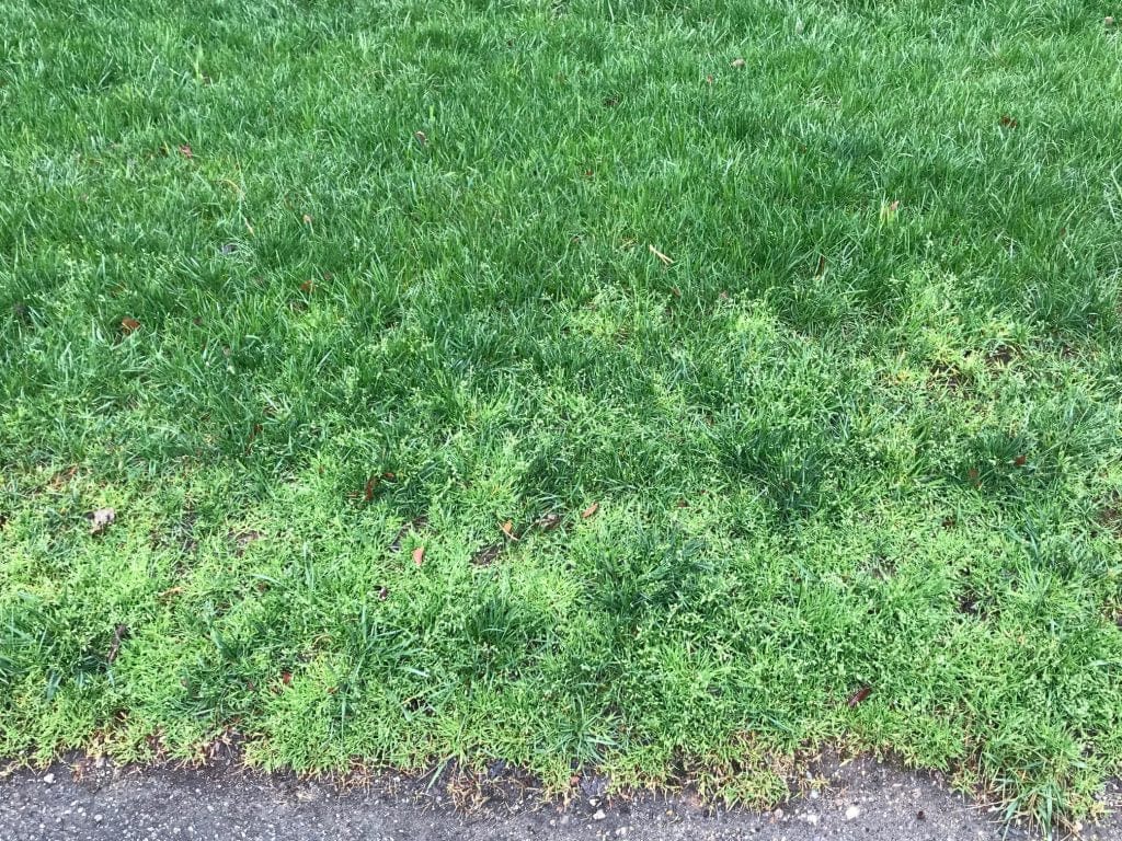 Ethofumesate 4 SC Herbicide