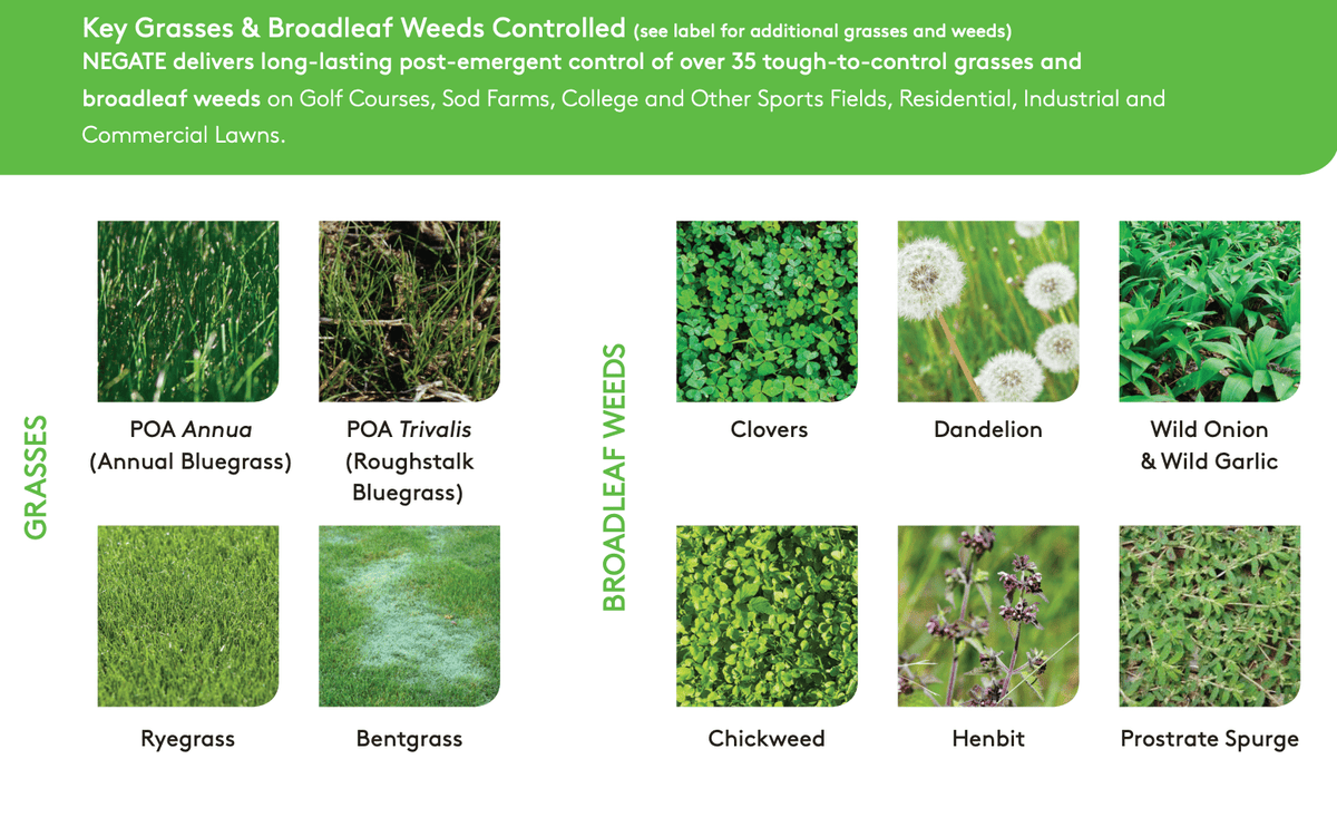 Negate 37WG Herbicide – Poa Annua & Ryegrass Control in Bermuda