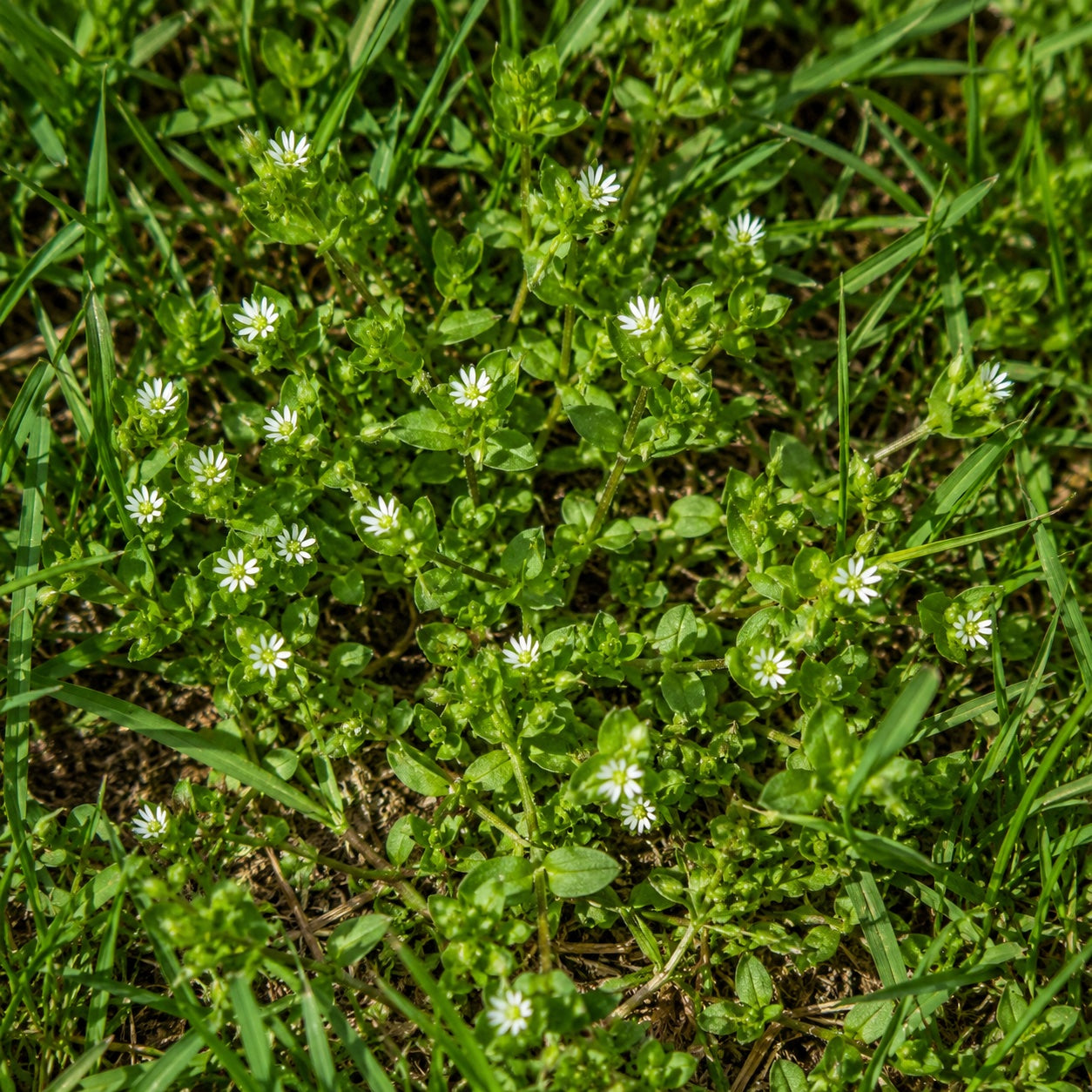 Chickweed