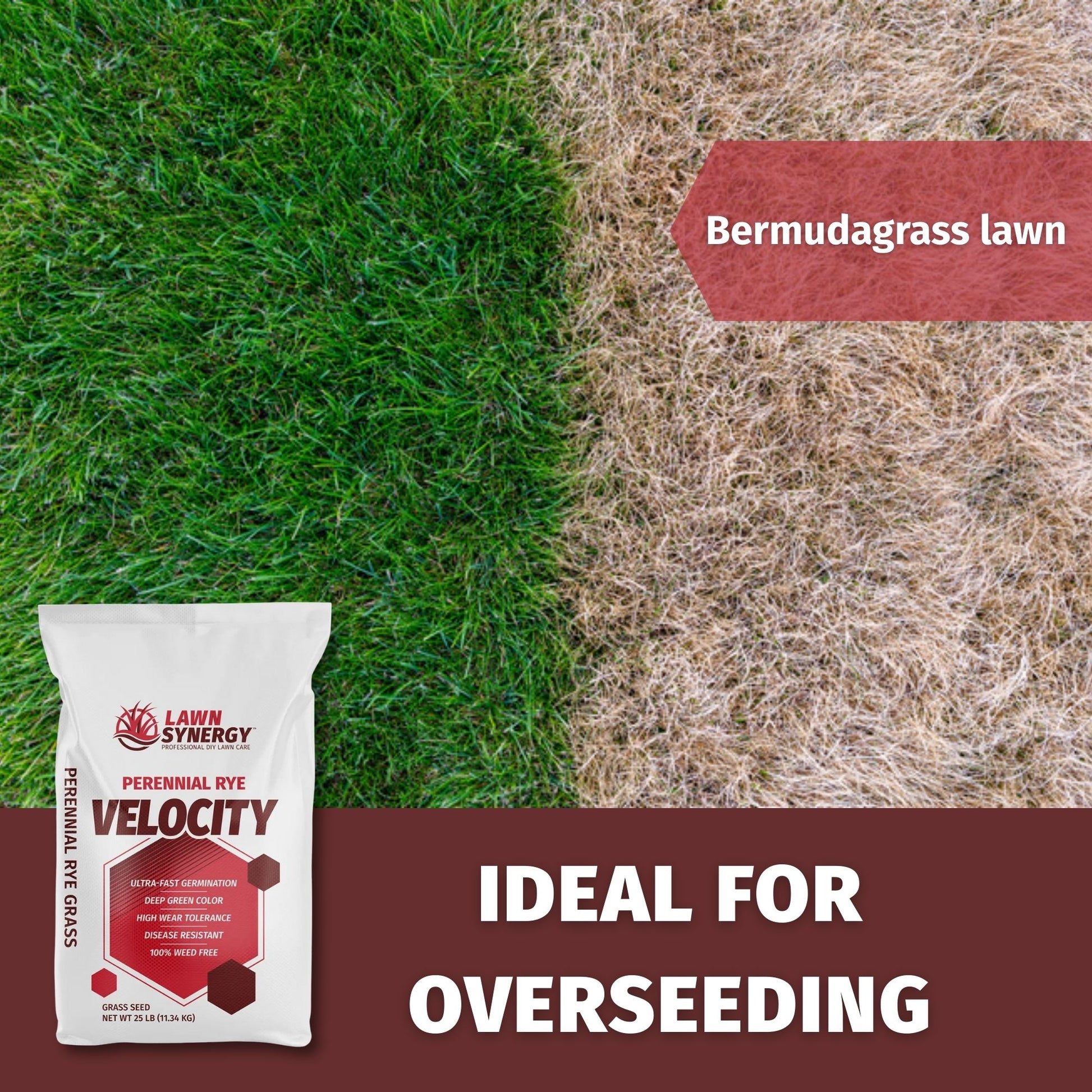 overseeding a dormant bermuda grass lawn with perennial rye seed