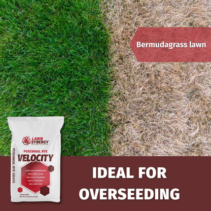 overseeding a dormant bermuda grass lawn with perennial rye seed