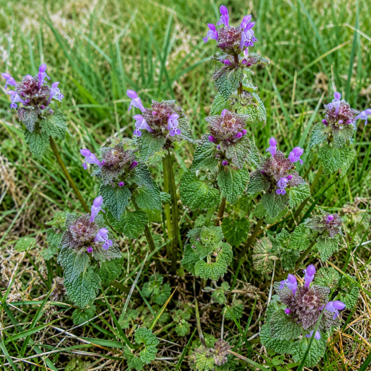 Henbit
