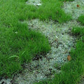 Seed aide grass seed starter mulch.  