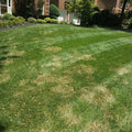Brown patch disease which fungicide headway g