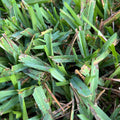 Gray leaf spot fungicide headway g