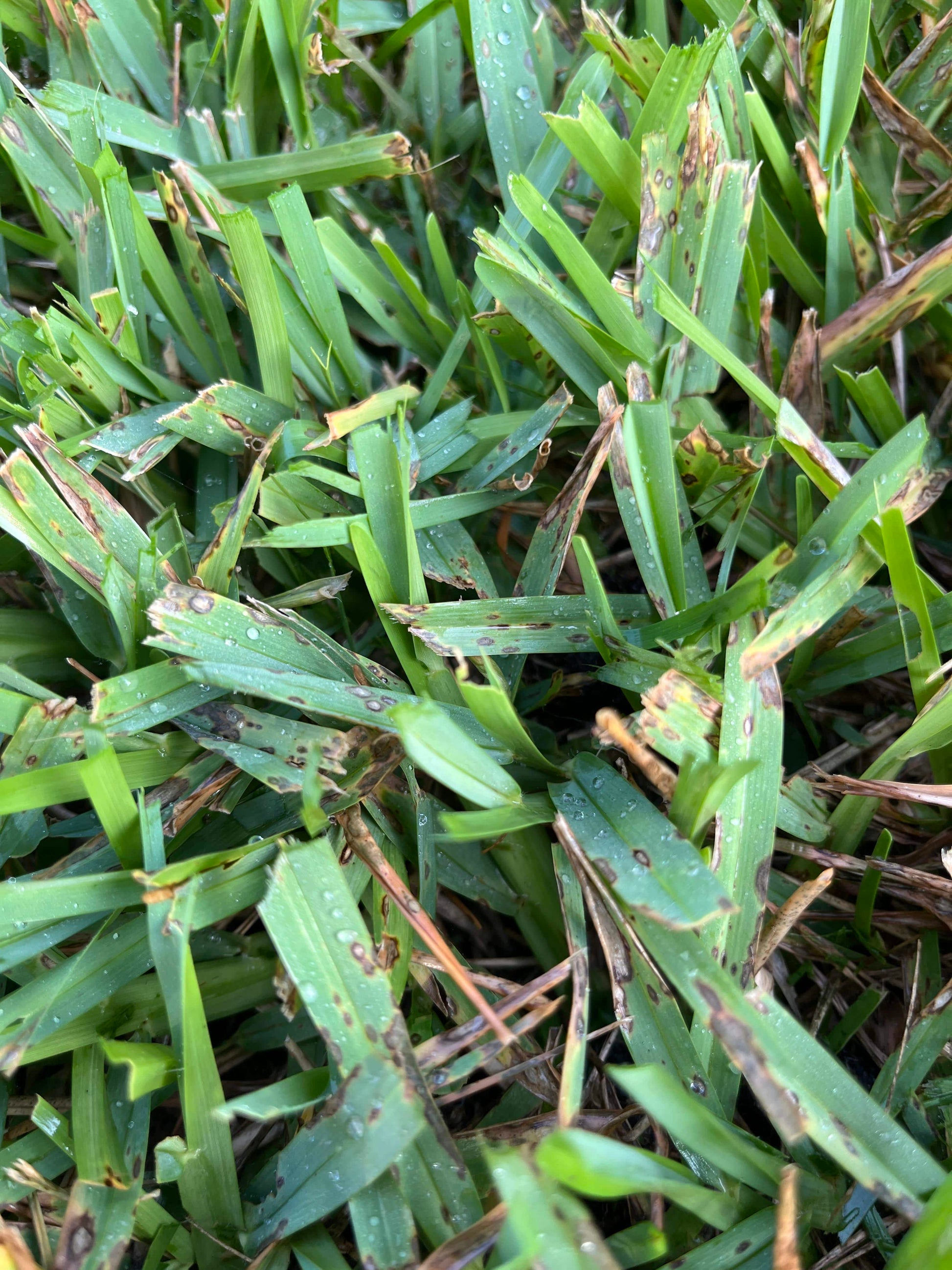 Gray leaf spot fungicide headway g