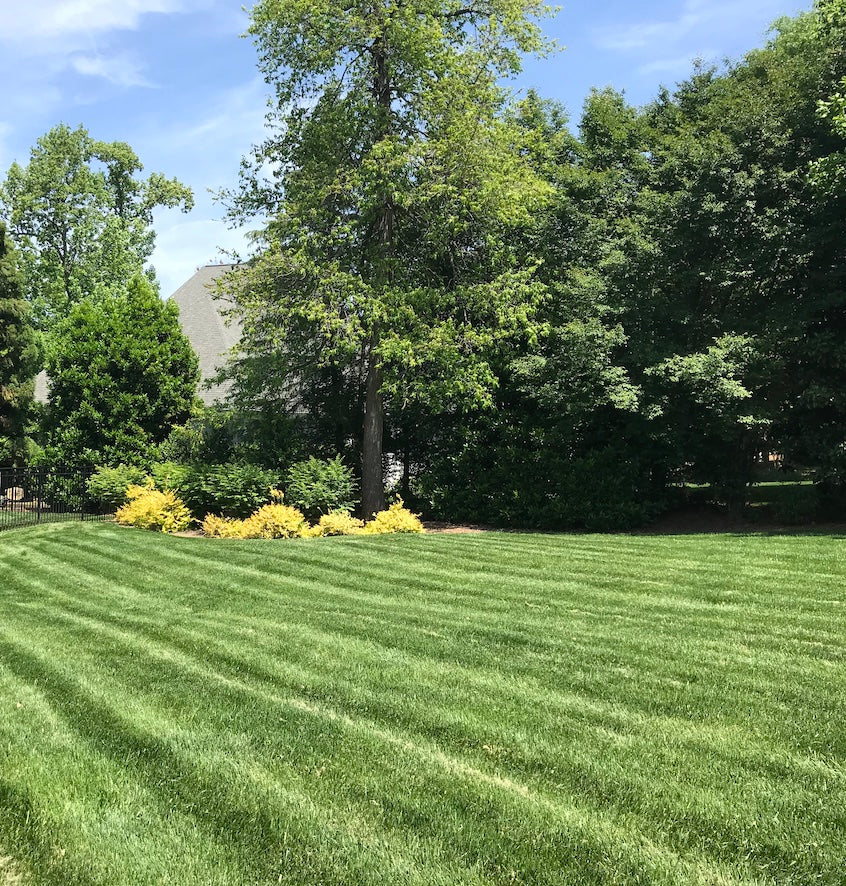 Built for a Thick, Durable Lawn