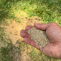Lesco Sun & Shade Park Grass Seed