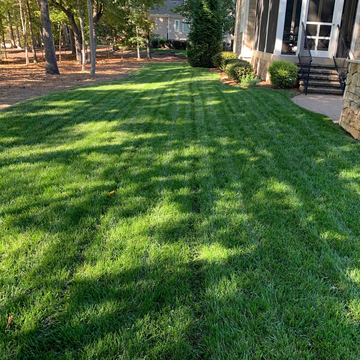 A Dependable Tall Fescue Blend Built for the Transition Zone