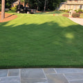 Bermuda grass seed