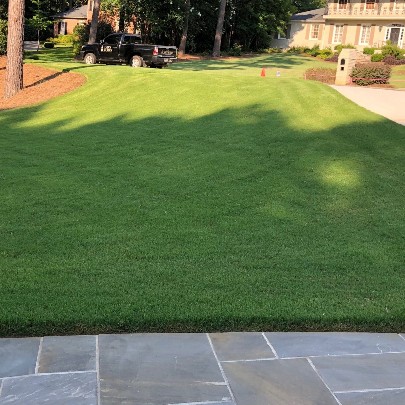 Bermuda grass seed