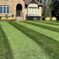 Envy Tall Fescue Grass Seed Blend