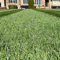 Envy grass seed on a nice dark green lawn