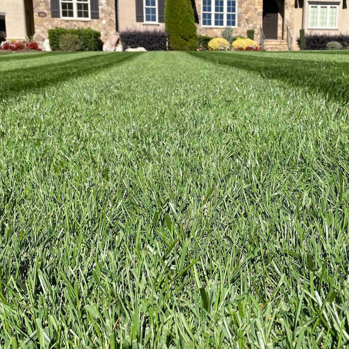 Envy grass seed on a nice dark green lawn
