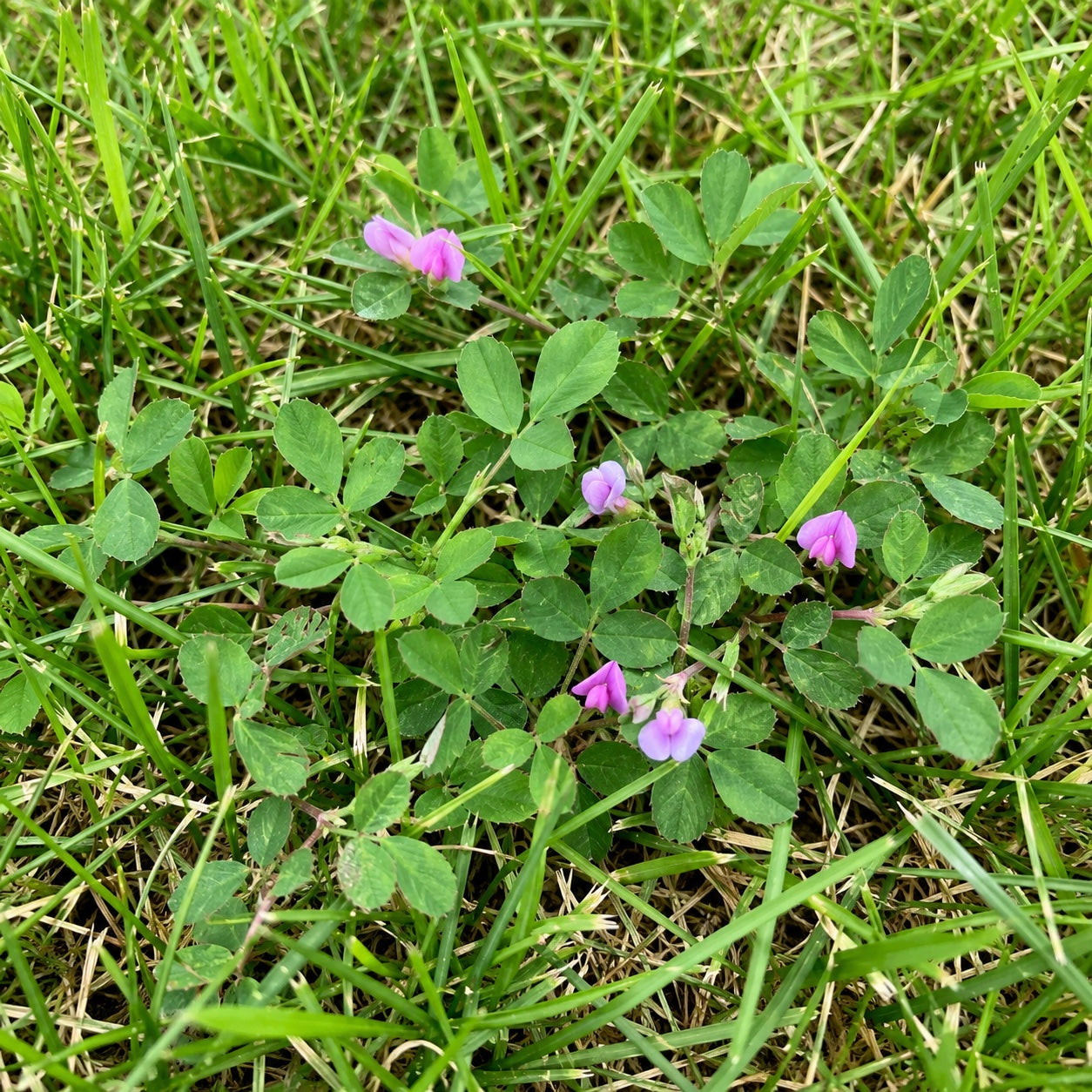 Lespedeza