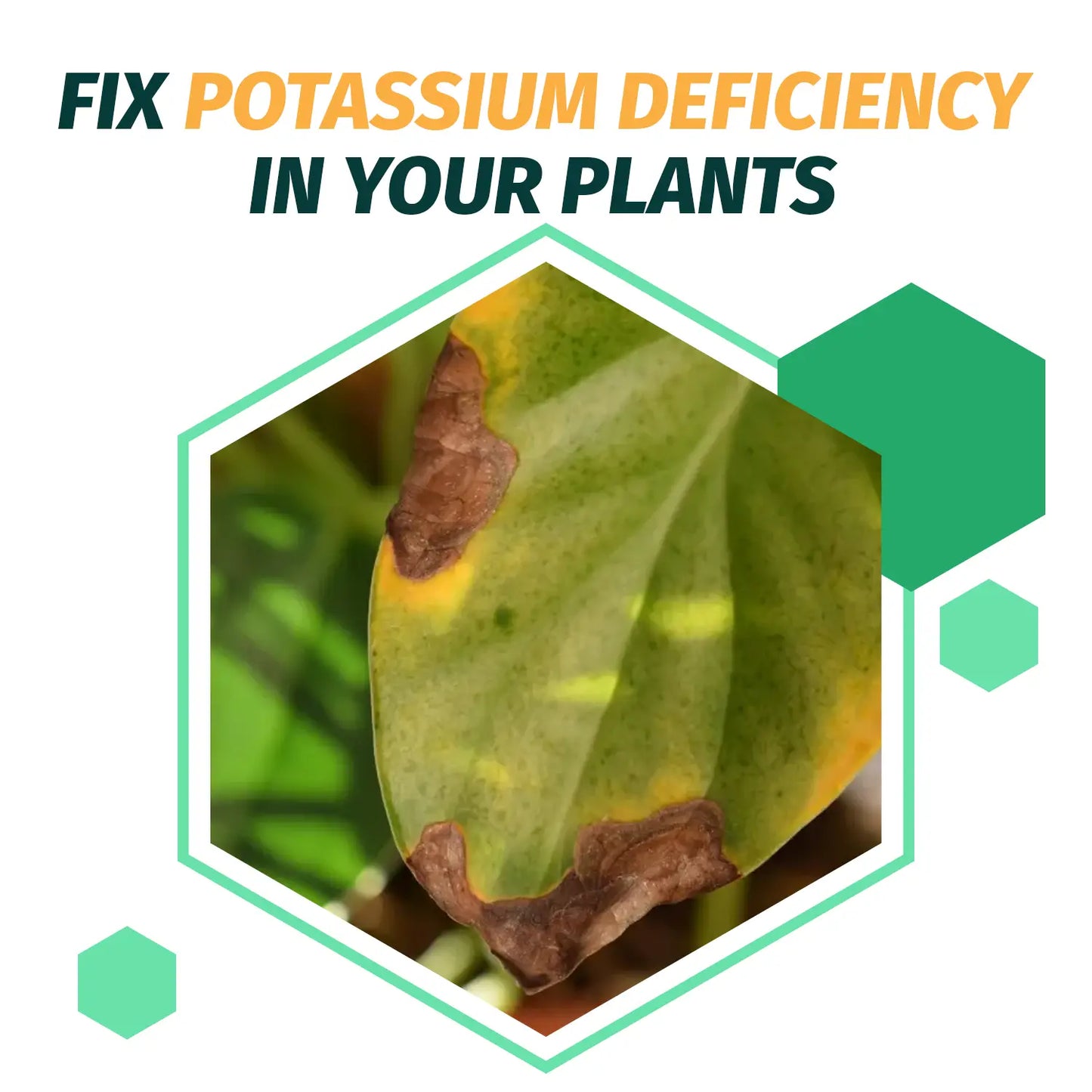 0-0-62 MOP Potassium Fertilizer