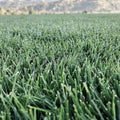 North Star Grass Seed Blend | Kentucky Bluegrass and Tall Fescue Blend