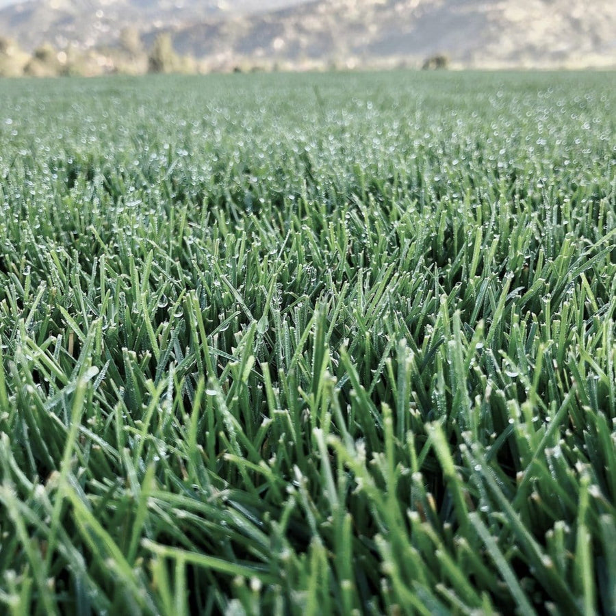 North Star Grass Seed Blend | Kentucky Bluegrass and Tall Fescue Blend