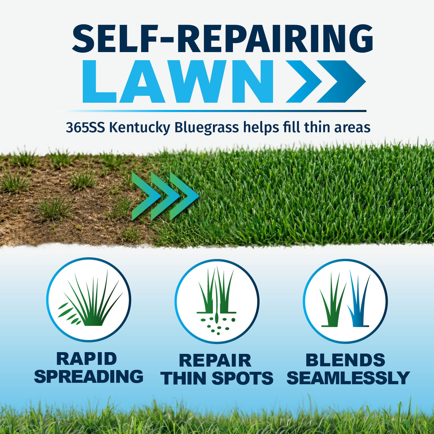 Promotional graphic for North Star Grass Seed , showing bright green grass, bare soil, and three circular icons with the text 'Rapid Spreading,' 'Repair Thin Spots,' and 'Binds Seamlessly.' Large headline text at the top reads 'SELF-REPAIRING LAWN' with smaller text below mentioning Kentucky bluegrass.