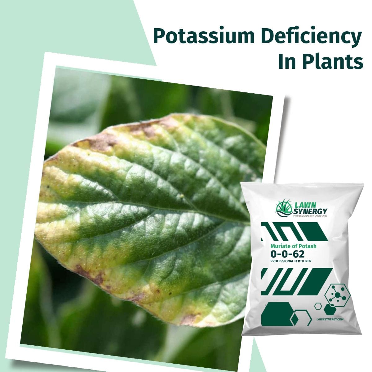 Potassium Deficiency in plants