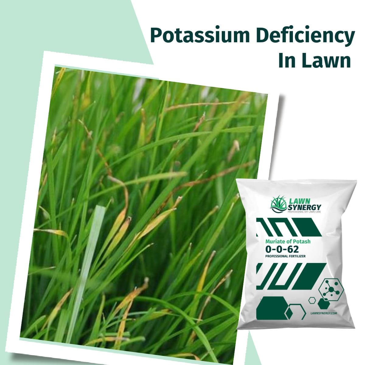 Potassium deficiency in lawns