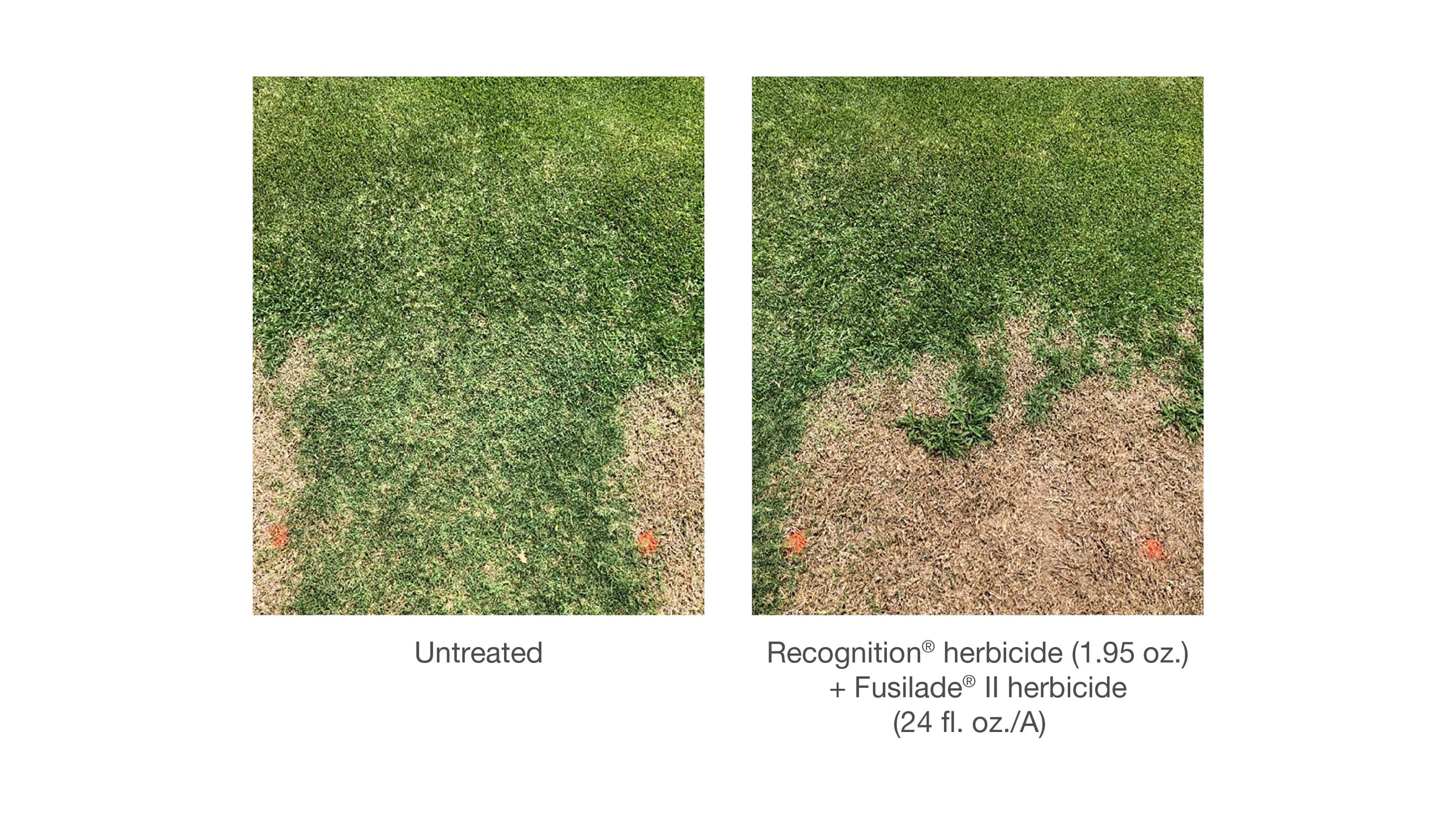 will image herbicide kill bermuda grass Recognition Herbicide