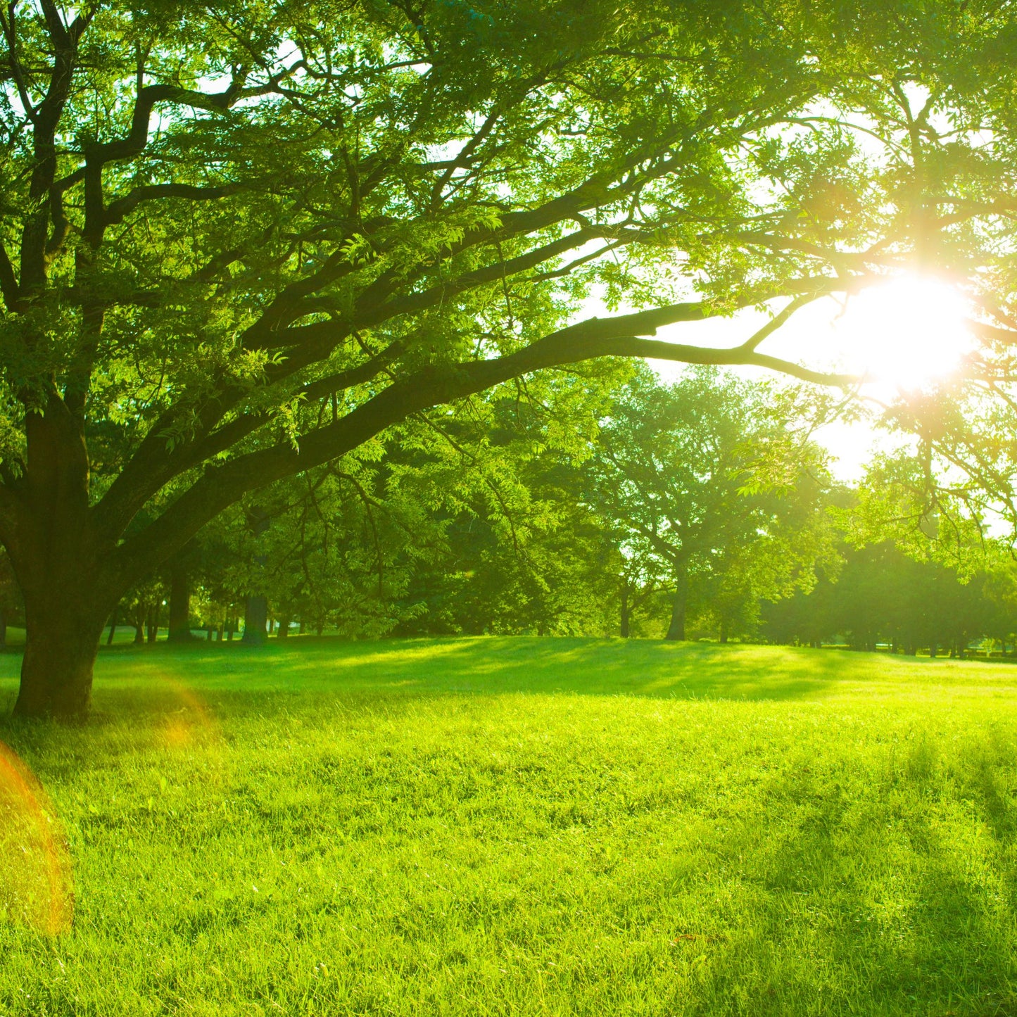 Lush green park with sunlit trees and grass