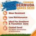 Promotional graphic for premium Bermuda grass seed, showing a pile of blue-coated seeds, bold text reading 'PREMIUM BERMUDA GRASS SEED,' and feature icons for wear resistance, low maintenance, suitability for southern and transition zones, and coated seed quality. A strip of green grass appears along the bottom.