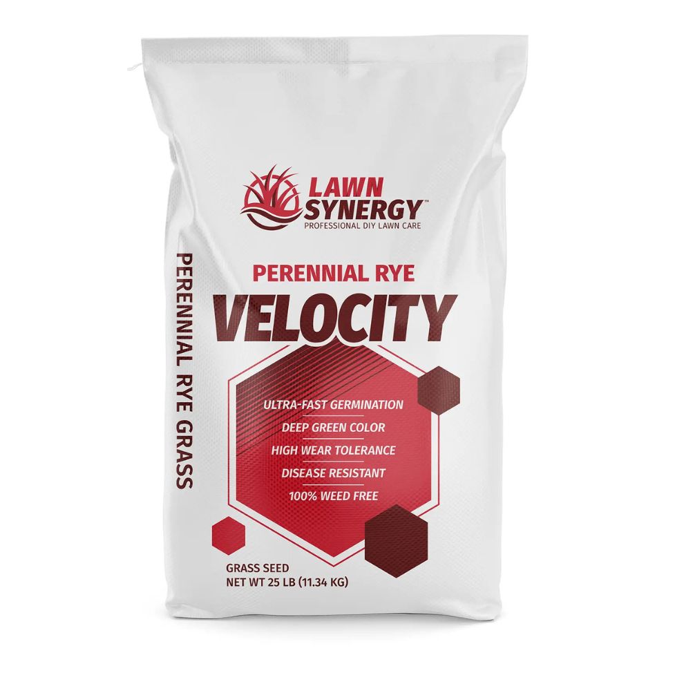 Velocity Perennial Ryegrass Seed
