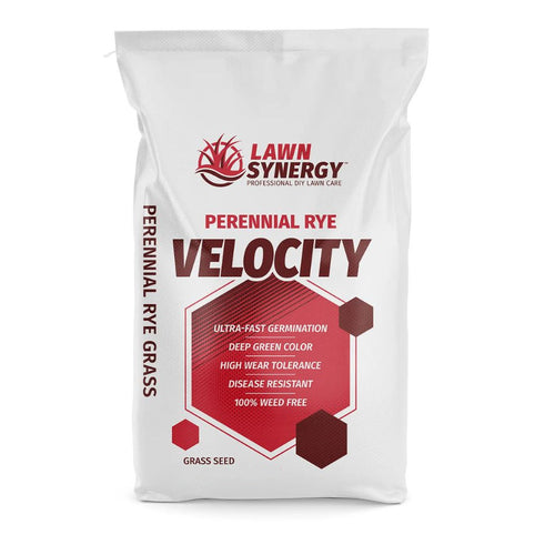 velocity perennial rye grass seed