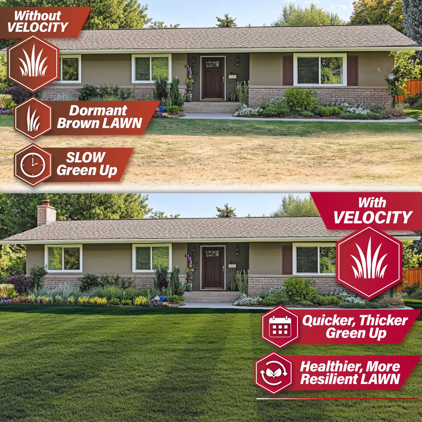 A before-and-after lawn transformation comparison for a dormant brown lawn. The top half shows a dry, dormant brown lawn in front of a beige single-story house with text overlays reading 'Without VELOCITY' and 'Dormant Brown LAWN'.