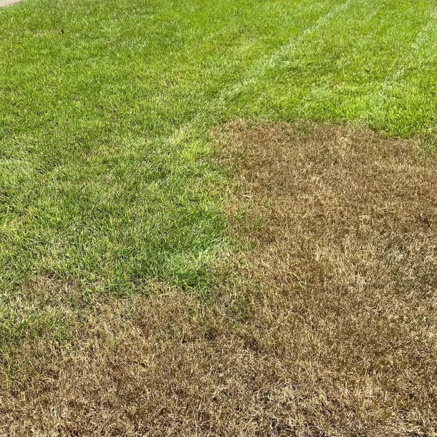 Acelepryn G Granular Insecticide – Season-Long Preventative Grub Contr