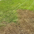 acelepryn g insecticide army worm killer