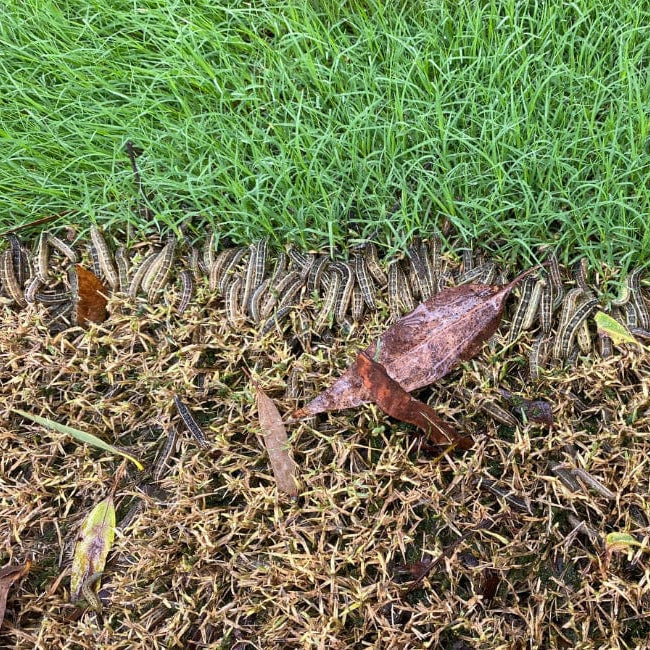 acelepryn g best army worm killer