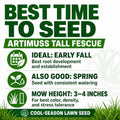 Lawn care advice for Artimuss Tall Fescue with recommended seeding times and mowing height.