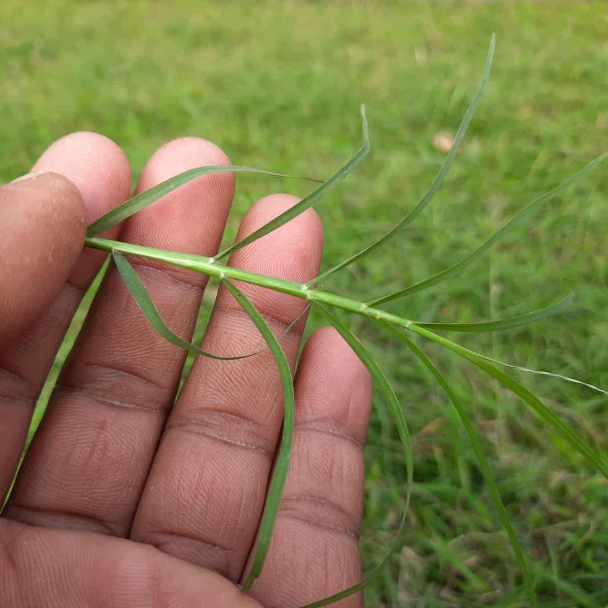 fusilade remove bermuda grass in tall fescue