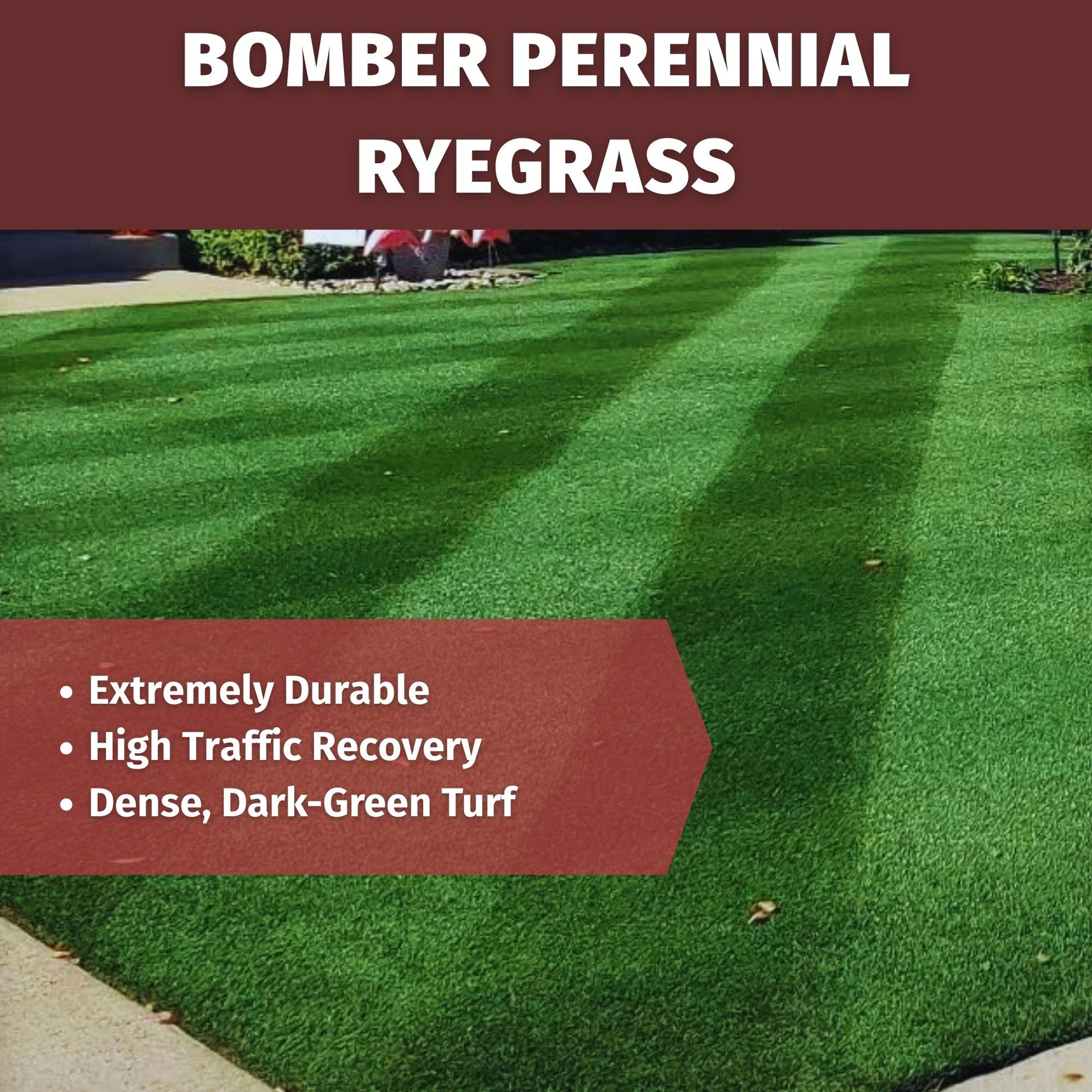bomber perennial ryegrass features