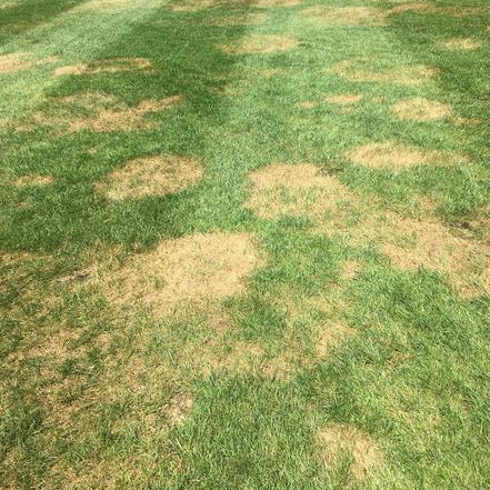 Brown patch