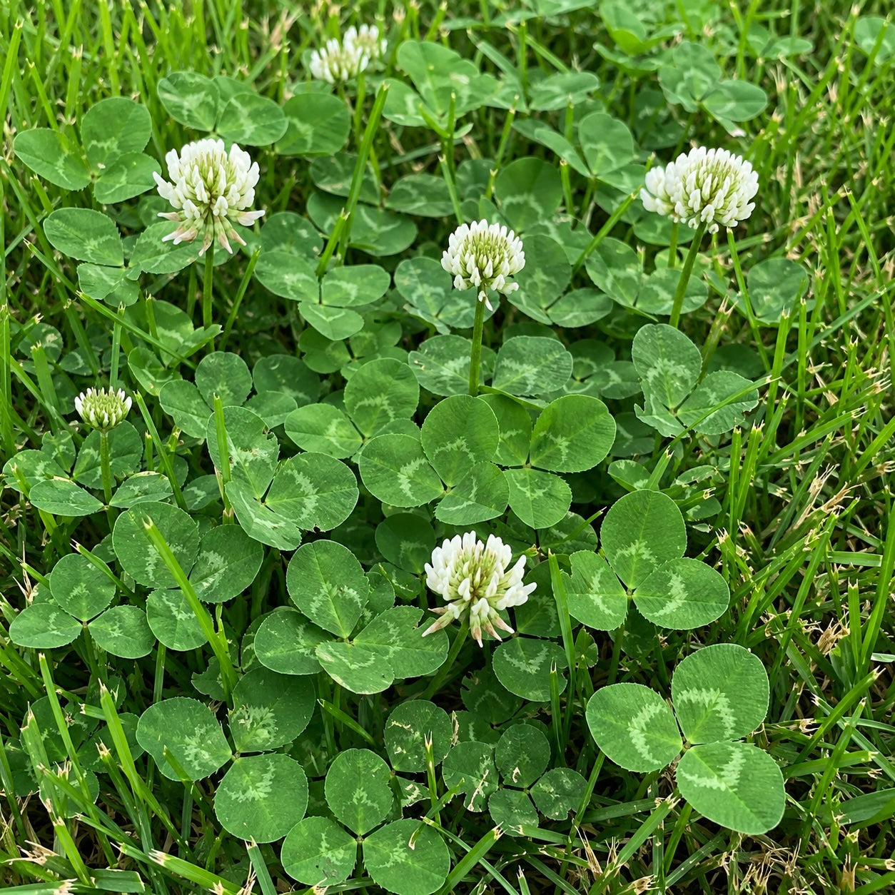 Clover