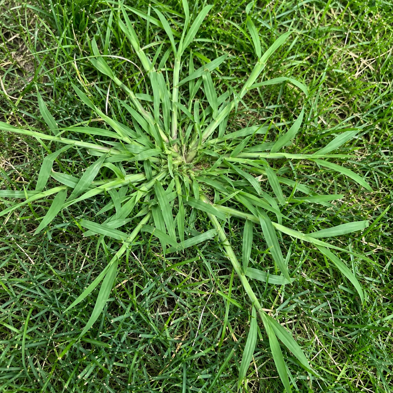 Crabgrass